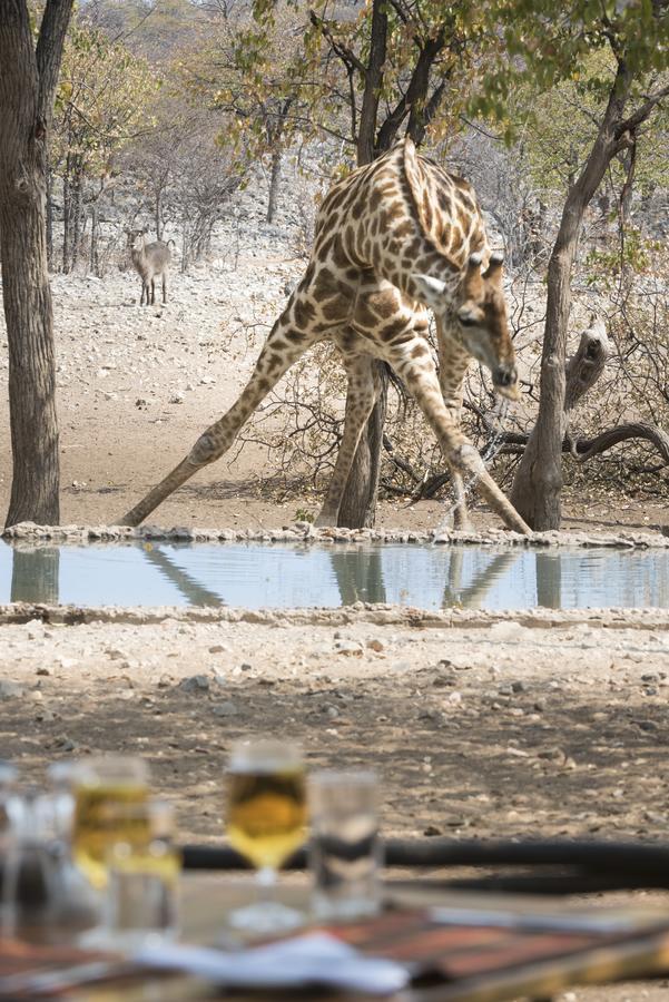 Ongava Tented Camp Okaukuejo Eksteriør bilde