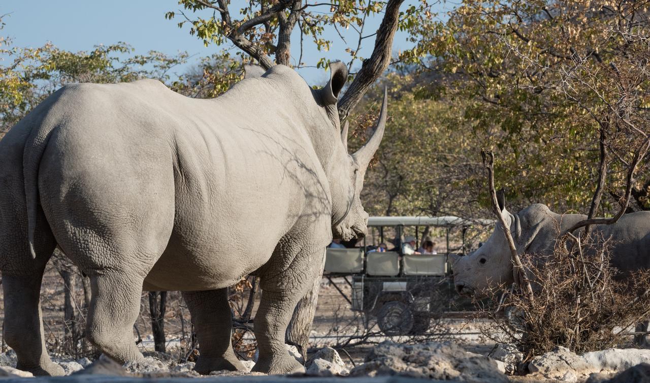 Ongava Tented Camp Okaukuejo Eksteriør bilde