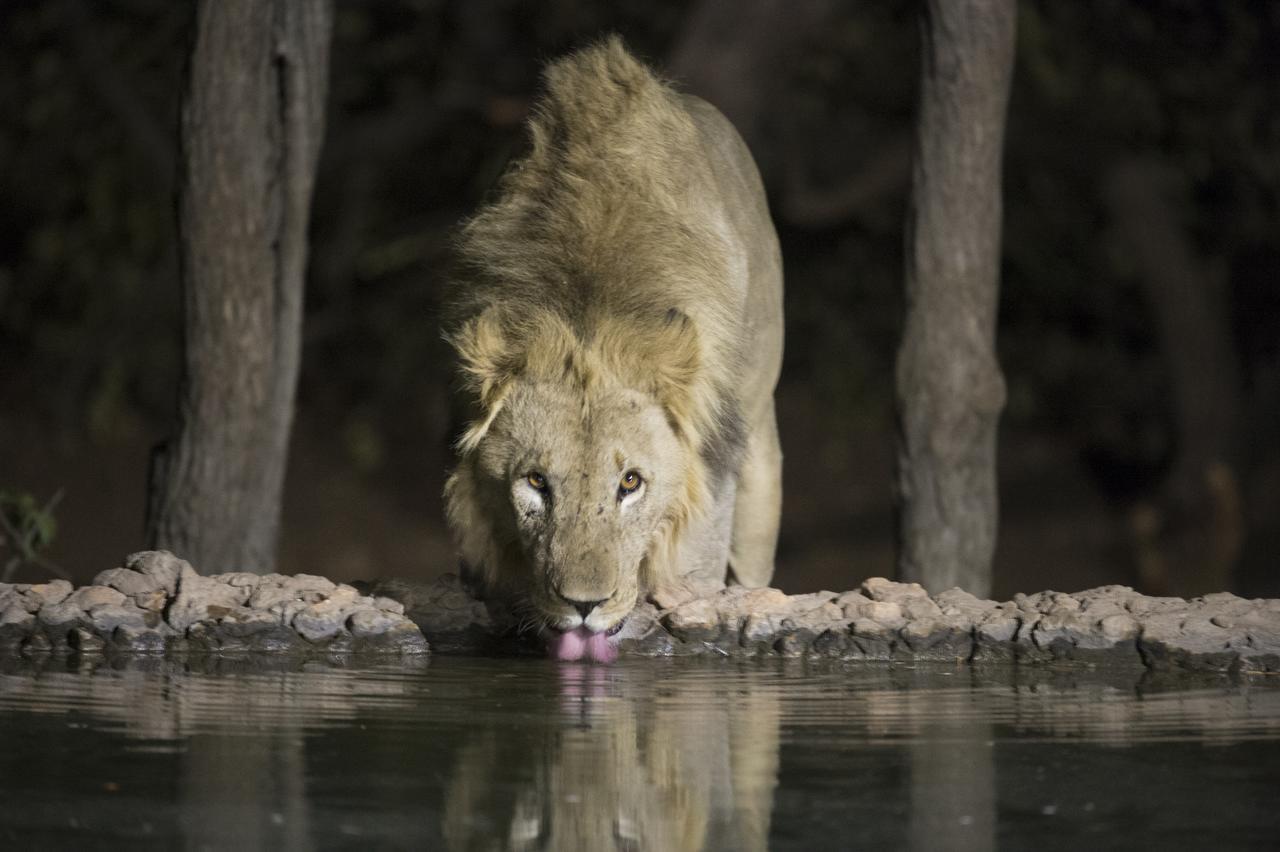 Ongava Tented Camp Okaukuejo Eksteriør bilde